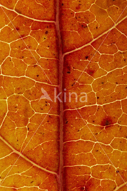 sweetgum (Liquidambar styraciflua)