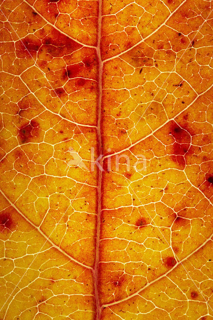 sweetgum (Liquidambar styraciflua)