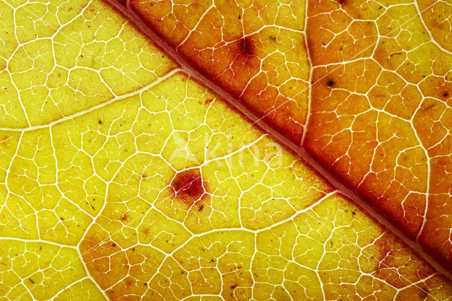 sweetgum (Liquidambar styraciflua)