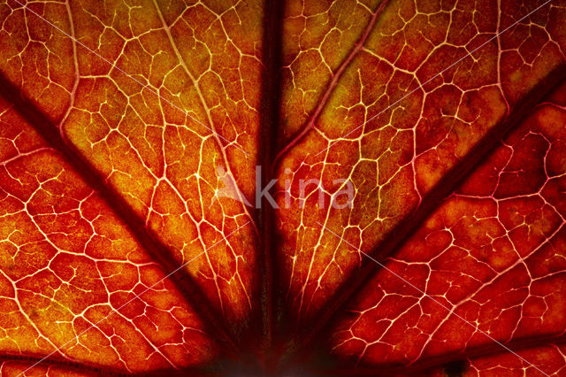 sweetgum (Liquidambar styraciflua)