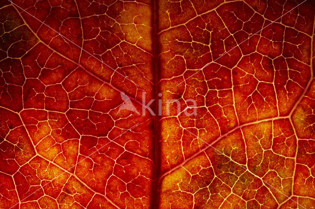 sweetgum (Liquidambar styraciflua)