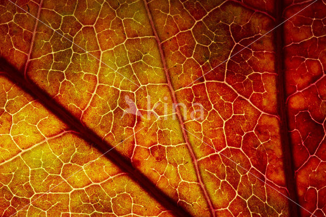 sweetgum (Liquidambar styraciflua)