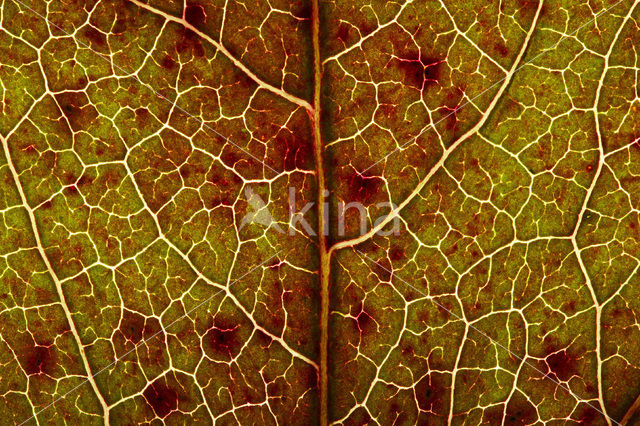 sweetgum (Liquidambar styraciflua)