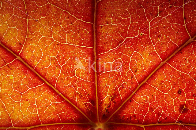 sweetgum (Liquidambar styraciflua)