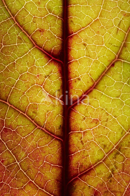 Amberboom (Liquidambar styraciflua)