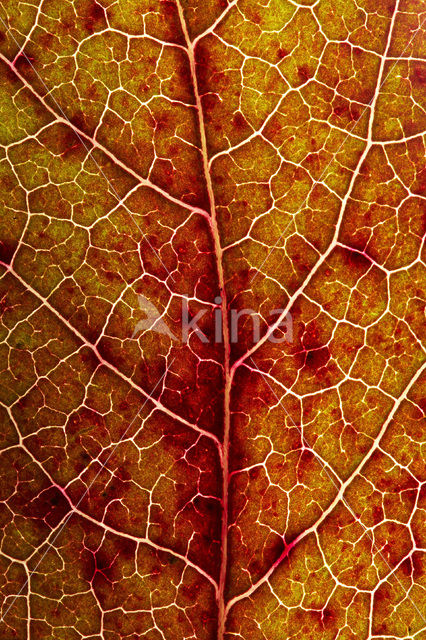 sweetgum (Liquidambar styraciflua)