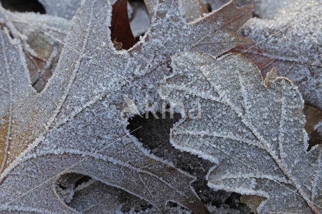 Red Oak (Quercus rubra)