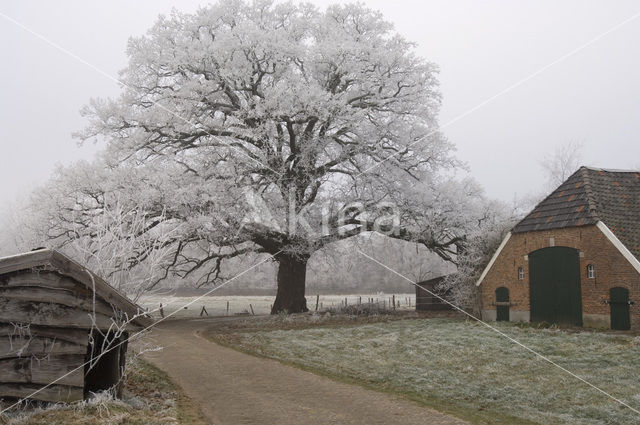 Red Oak (Quercus rubra)