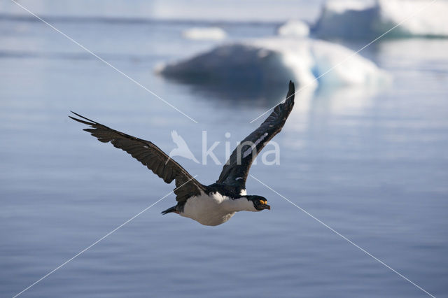 Antarctische Aalscholver (Phalacrocorax bransfieldensis)