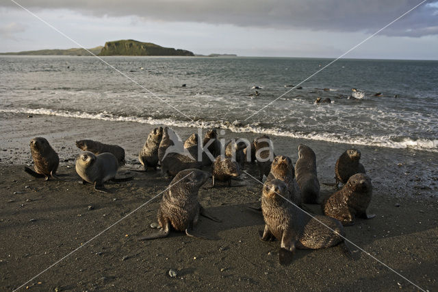 Antarctische pelsrob (Arctocephalus gazella)