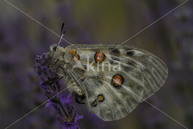 Apollovlinder (Parnassius apollo)
