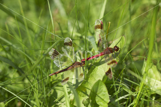 band-winged dragonfly (Sympetrum pedemontanum)