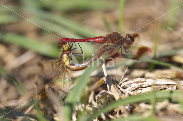 band-winged dragonfly (Sympetrum pedemontanum)