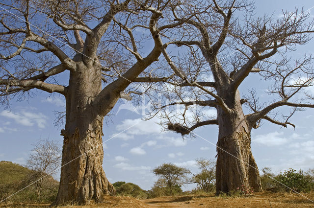 Baobab (Adansonia digitata)