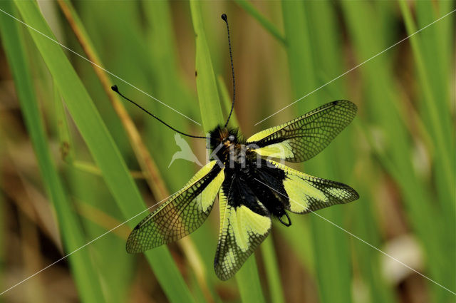 Yellow and black winged Ascaphalid (Libelloides longicornis)