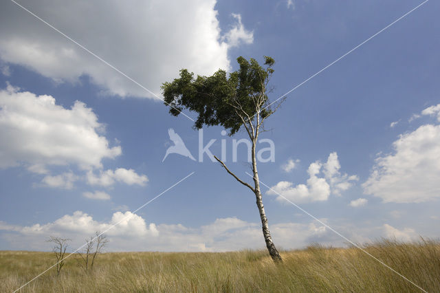 Berk (Betula)