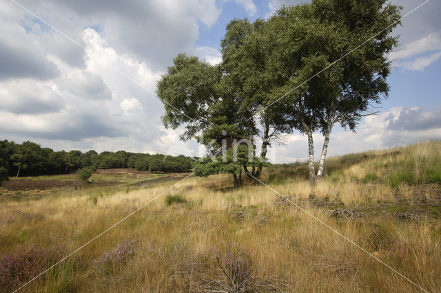 Berk (Betula)