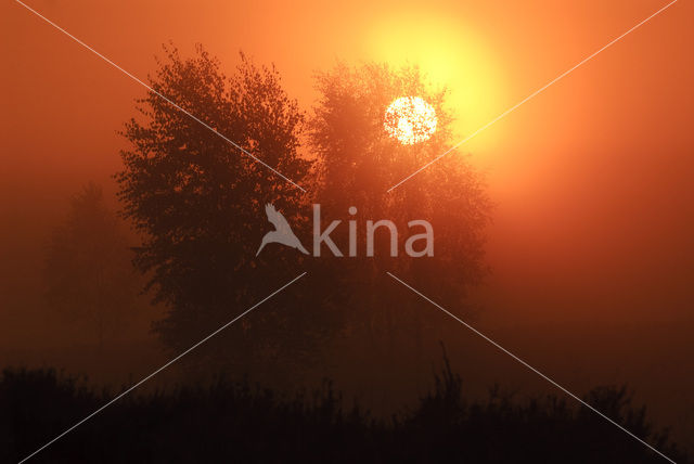 Birch (Betula)