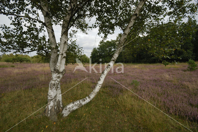 Berk (Betula)