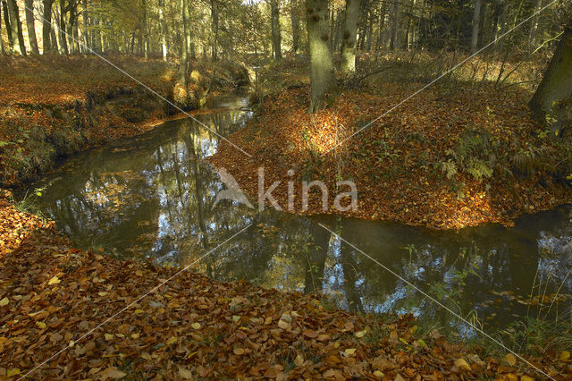 Beech (Fagus sylvatica)