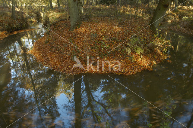 Beech (Fagus sylvatica)