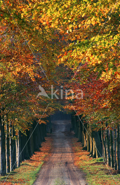 Beech (Fagus sylvatica)