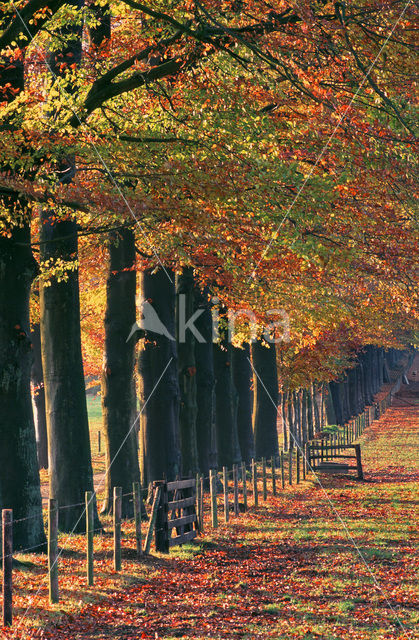 Beuk (Fagus sylvatica)