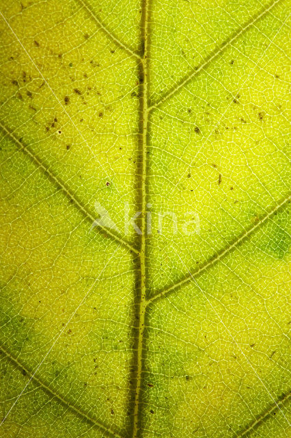 Beech (Fagus sylvatica)