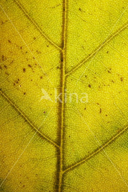 Beech (Fagus sylvatica)