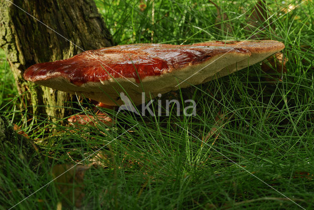 Beefsteak Fungus (Fistulina hepatica)