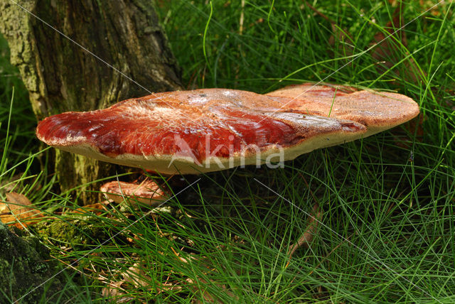 Beefsteak Fungus (Fistulina hepatica)