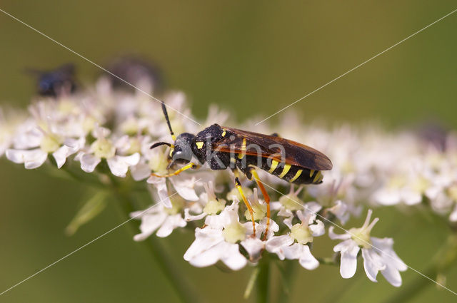 Bladwesp (Tenthredo omissa)