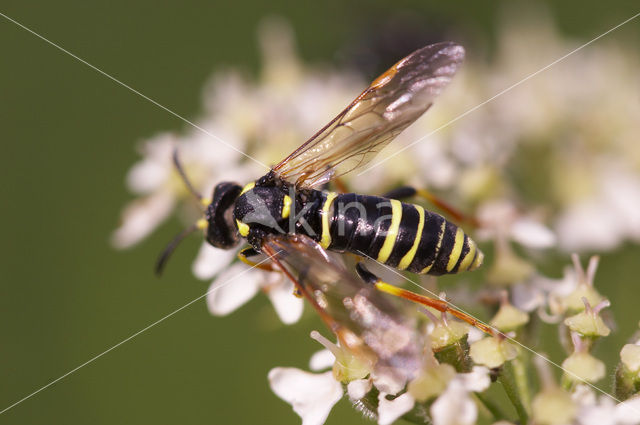 Bladwesp (Tenthredo omissa)