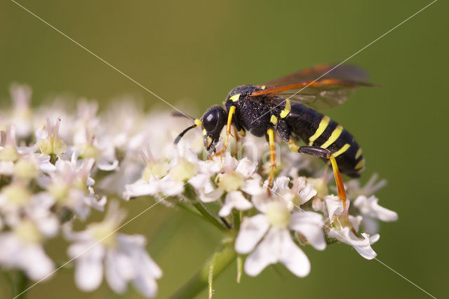 Bladwesp (Tenthredo omissa)