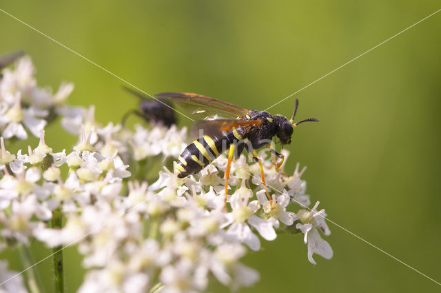 Bladwesp (Tenthredo omissa)