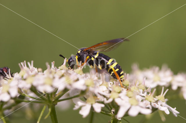 Bladwesp (Tenthredo omissa)