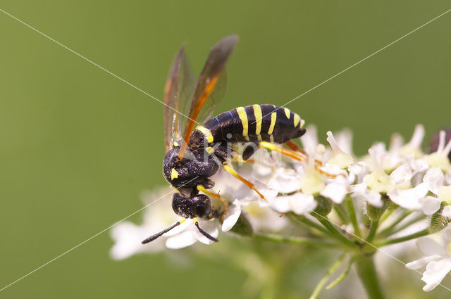 Sawfly (Tenthredo omissa)