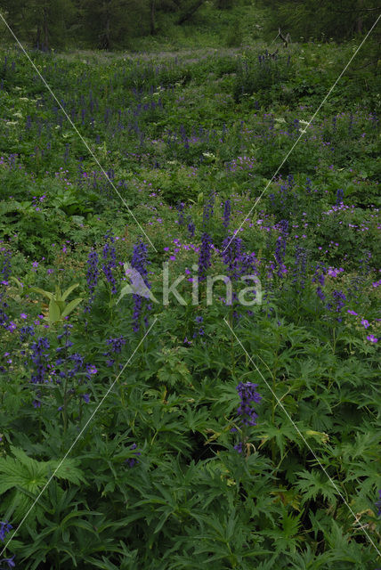 Blauwe monnikskap (Aconitum napellus)