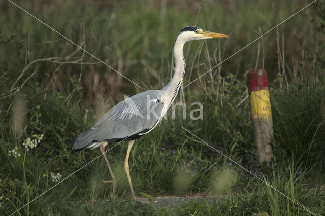 Grey Heron (Ardea cinerea)