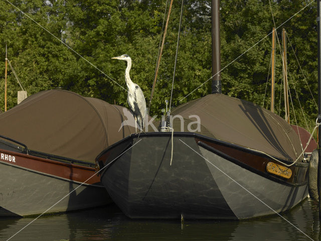 Grey Heron (Ardea cinerea)