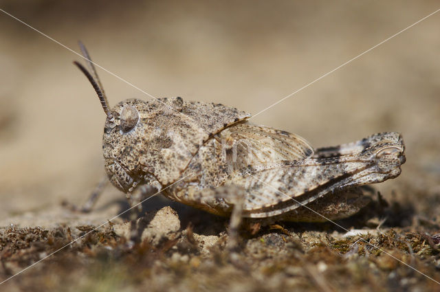 Blue-winged grasshopper (Oedipoda caerulescens)