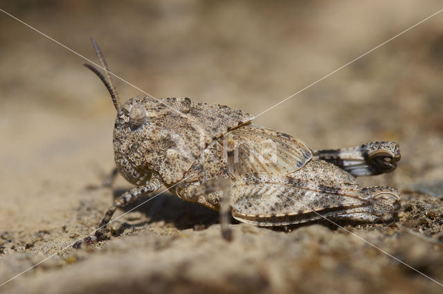 Blauwvleugelsprinkhaan (Oedipoda caerulescens)