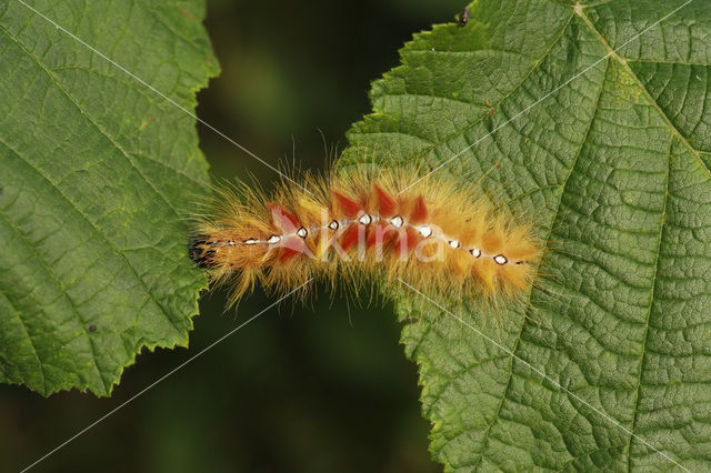 The Sycamore (Acronicta aceris)