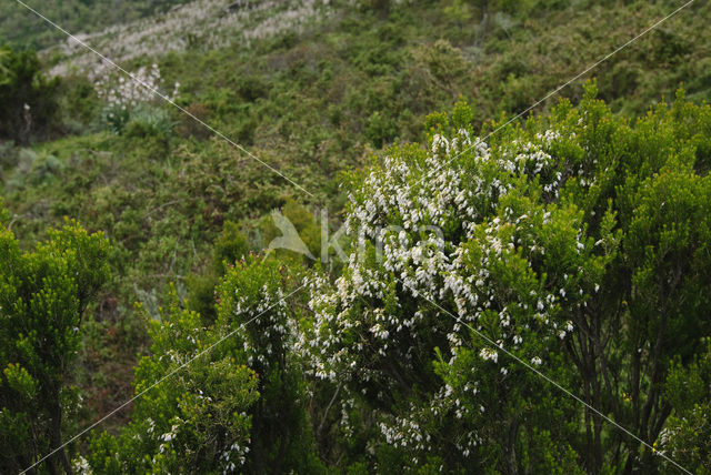 Tree Heather (Erica arborea)