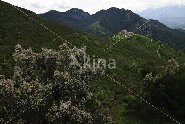 Tree Heather (Erica arborea)