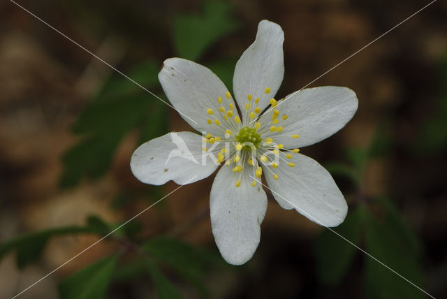 Wood Anemone (Anemone nemorosa)