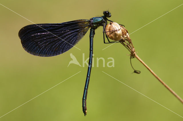 Bosbeekjuffer (Calopteryx virgo)