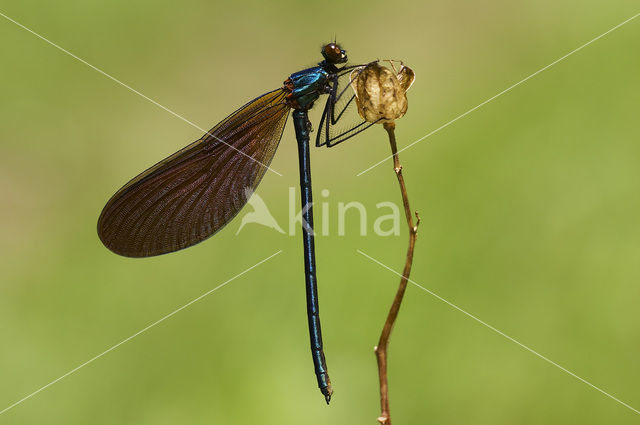 Bosbeekjuffer (Calopteryx virgo)