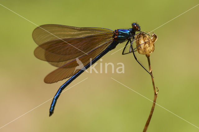 Beautiful Demoiselle (Calopteryx virgo)