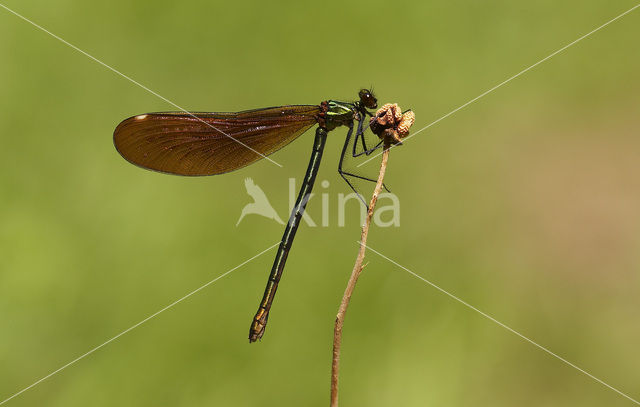 Beautiful Demoiselle (Calopteryx virgo)